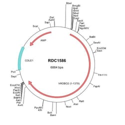 R&D Systems&trade;&nbsp;Human ROBO2 (NP_002933) VersaClone cDNA