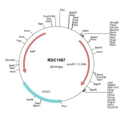 R&D Systems&trade;&nbsp;Cynomolgus Monkey B7-1/CD80 (XP_005548122) VersaClone cDNA