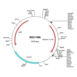 R&D Systems&trade;&nbsp;Human NKp44/NCR2 (NP_004819) VersaClone cDNA