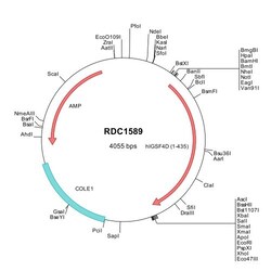 R&D Systems&trade;&nbsp;Human IGSF4D/CADM2 (NP_001161146) VersaClone cDNA