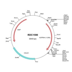 R&D Systems™ Human GFR alpha-4 (NP_665705) VersaClone cDNA