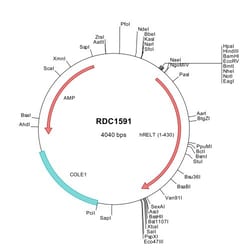R&D Systems&trade;&nbsp;Human RELT/TNFRSF19L (NP_116260) VersaClone cDNA