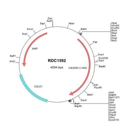 R&D Systems™ Mouse EDAR (NP_034230) VersaClone cDNA