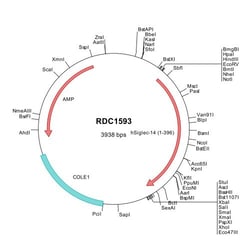 R D Systems Human Siglec-14 (NP_001092082) VersaClone cDNA 10 &mu;g | Buy Online | R&amp;D Systems&trade; | Fisher Scientific