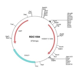 R&D Systems&trade;&nbsp;Human Langerin/CD207 (NP_056532) VersaClone cDNA