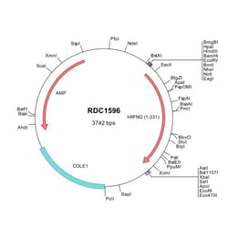 R&D Systems&trade;&nbsp;Human RFNG (NP_002908) VersaClone cDNA