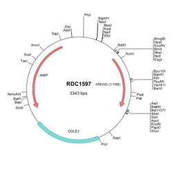 R&D Systems™ Human C1orf159/RIVIG (NP_060361) VersaClone cDNA