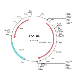 R&D Systems&trade;&nbsp;Mouse IL-28 R alpha/IFN-lambda R1 NP_777276 VersaClone cDNA