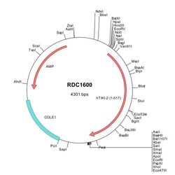 R&D Systems&trade;&nbsp;Human Tiki2/TRABD2B (NP_001181915) VersaClone cDNA
