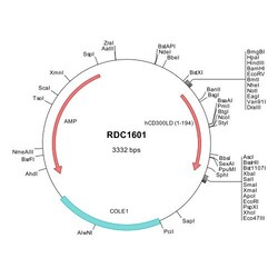 R&D Systems™ Human CD300d (NP_001108624) VersaClone cDNA