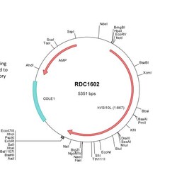 R&D Systems™ Human VSIG10L (NP_001157394) VersaClone cDNA