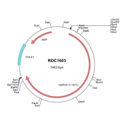 R&D Systems™ Human DIP2A (NP_055966) VersaClone cDNA