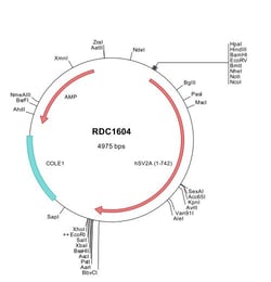 R&D Systems™ Human SV2A (NP_055664) VersaClone cDNA