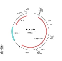 R&D Systems&trade;&nbsp;Human EphA2 (NP_004422) VersaClone cDNA