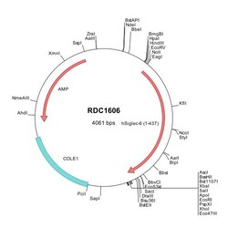 R D Systems Human Siglec-6/CD327 (NP_942142) VersaClone cDNA 10 &mu;g | Buy Online | R&amp;D Systems&trade; | Fisher Scientific