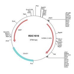 R&D Systems&trade;&nbsp;Human CD84/SLAMF5 (NP_001171808) VersaClone cDNA