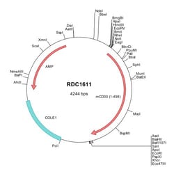 R&D Systems&trade;&nbsp;Mouse CD30/TNFRSF8 (NP_033427) VersaClone cDNA