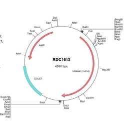 R&D Systems&trade;&nbsp;Human RANK/TNFRSF11A (NP_003830) VersaClone cDNA
