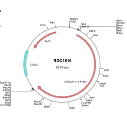 R&D Systems&trade;&nbsp;Mouse Integrin alpha 11 (NP_795896) VersaClone cDNA