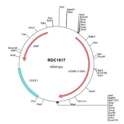 R&D Systems™ Human CD96 (NP_937839) VersaClone cDNA