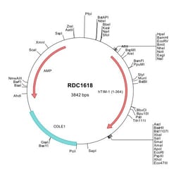 R&D Systems™ Human TIM-1/KIM-1/HAVCR (NP_036338) VersaClone cDNA