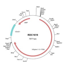 R D Systems Human Siglec-1/CD169 (NP_075556) VersaClone cDNA 10 &mu;g | Buy Online | R&amp;D Systems&trade; | Fisher Scientific