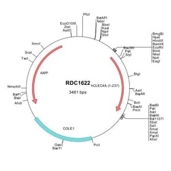 R&D Systems™ Human DCIR/CLEC4A (NP_057268) VersaClone cDNA