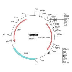 R D Systems Human LSECtin/CLEC4G (NP_940894) VersaClone cDNA 10 &mu;g | Buy Online | R&amp;D Systems&trade; | Fisher Scientific