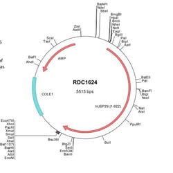 R&D Systems™ Human USP29 (NP_065954) VersaClone cDNA