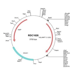 R&D Systems&trade;&nbsp;Human CRACC/SLAMF7 (NP_067004) VersaClone cDNA