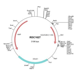 R&D Systems™ Human AICL/CLEC-2B (NP_005118) VersaClone cDNA