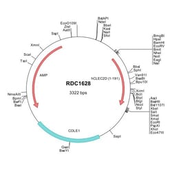 R&D Systems&trade;&nbsp;Human OCIL/CLEC2d (NP_037401) VersaClone cDNA