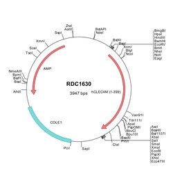 R&D Systems&trade;&nbsp;Human DC-SIGNR/CD299 (NP_055072) VersaClone cDNA