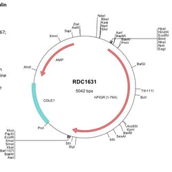 R&D Systems&trade;&nbsp;Human pIgR (NP_002635) VersaClone cDNA