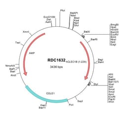 R&D Systems™ Human CLEC-2/CLEC1B (NP_057593) VersaClone cDNA