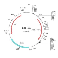 R&D Systems™ Human CLEC-1 (NP_057595) VersaClone cDNA