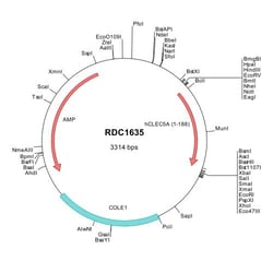 R&D Systems™ Human MDL-1/CLEC5A (NP_037384) VersaClone cDNA