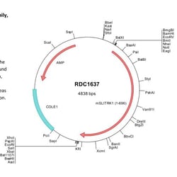 R&D Systems&trade;&nbsp;Mouse SLITRK1 (NP_951020) VersaClone cDNA