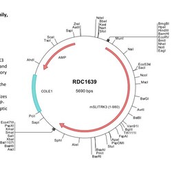 R&D Systems™ Mouse SLITRK3 (NP_942564) VersaClone cDNA