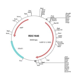 R D Systems Human USP21 (NP_036607) VersaClone cDNA 10 &mu;g | Buy Online | R&amp;D Systems&trade; | Fisher Scientific