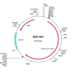 R D Systems Human USP25 (NP_037528) VersaClone cDNA 10 &mu;g | Buy Online | R&amp;D Systems&trade; | Fisher Scientific
