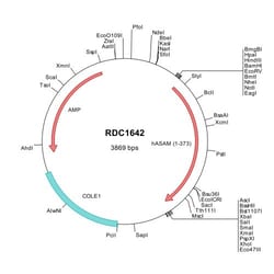R D Systems Human ASAM (NP_079045) VersaClone cDNA 10 &mu;g | Buy Online | R&amp;D Systems&trade; | Fisher Scientific