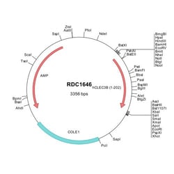 R&D Systems&trade;&nbsp;Human CLEC3B/Tetranectin (NP_003269) VersaClone cDNA