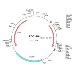 R&D Systems™ Human Dectin-2/CLEC6A (NP_001007034) VersaClone cDNA