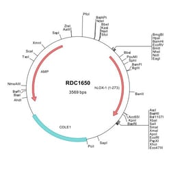 R&D Systems™ Human LOX-1/OLR1 (NP_002534) VersaClone cDNA