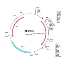 R&D Systems&trade;&nbsp;Human CLEC10A/CD301 (NP_878910) VersaClone cDNA