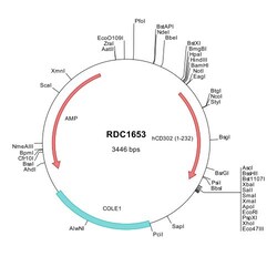 R&D Systems&trade;&nbsp;Human CD302/CLEC13A (NP_055695) VersaClone cDNA