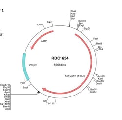 R&D Systems&trade;&nbsp;Human M-CSF R/CD115 (NP_005202) VersaClone cDNA