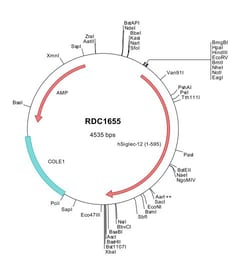 R&D Systems&trade;&nbsp;Human Siglec-12 (NP_443729) VersaClone cDNA