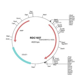 R&D Systems&trade;&nbsp;Human CEACAM-16 (NP_001034302) VersaClone cDNA
